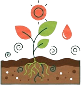 Prácticas ecológicas: planta floreciendo en suelo con raíces y gotas de agua